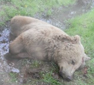 2013 QV DAX-DJ-GOLD-EURUSD-JPY 638035