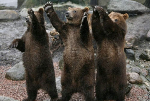 Der USA Bären-Thread 990425