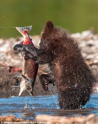 Der USA Bären-Thread 1039245