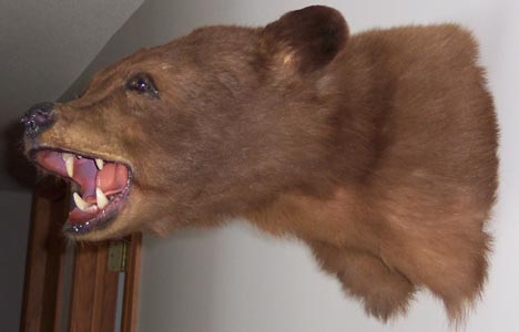 Der USA Bären-Thread 97081