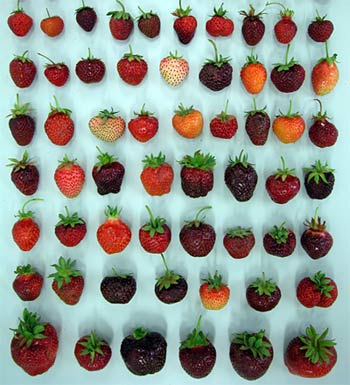 Der USA Bären-Thread 132913