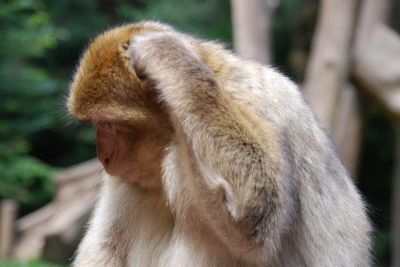 686.DAX Tipp-Spiel, Dienstag, 18.12.07 137384