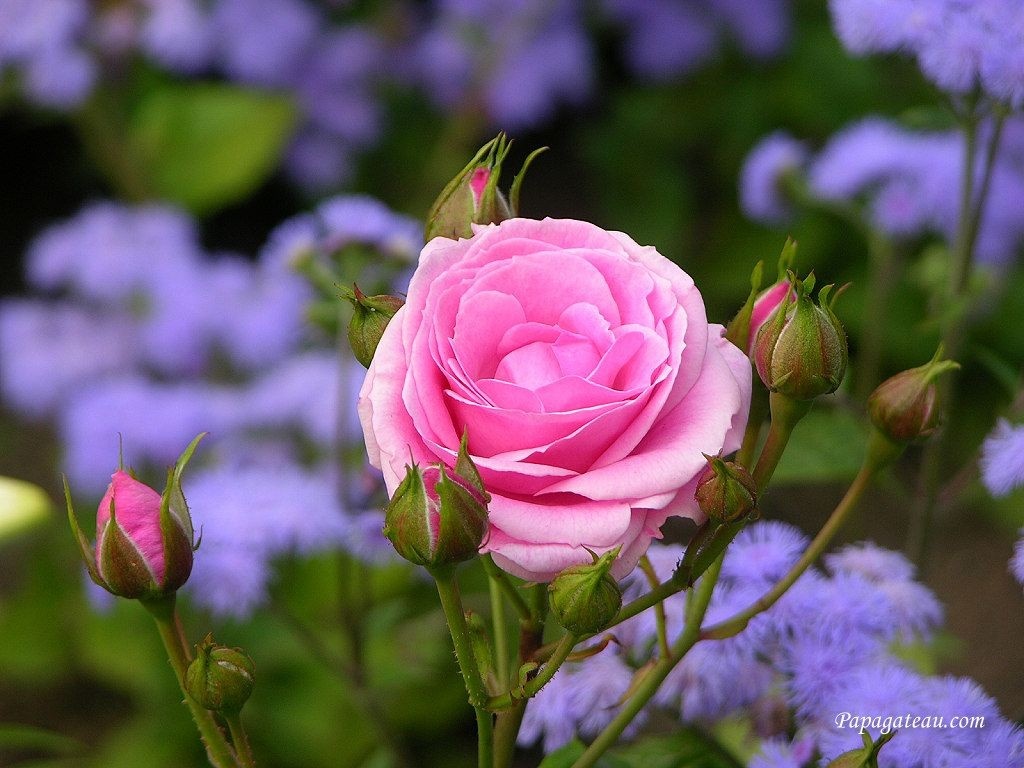 1013.DAX-Tipp-Spiel, Dienstag 07.04.09 226085