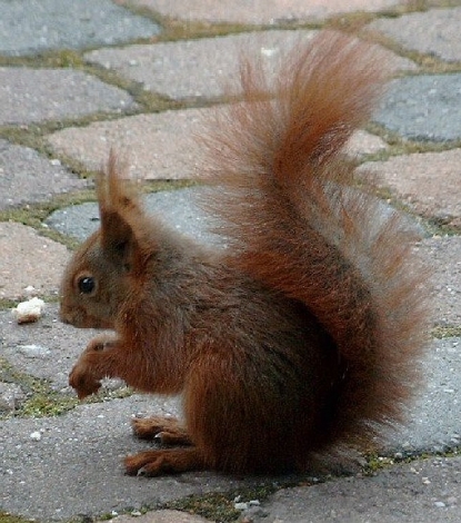 810.DAX Tipp-Spiel, Donnerstag, 19.06.08, 17:45 169879