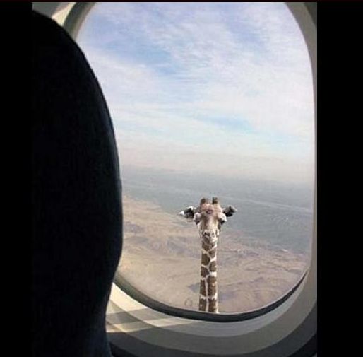 Iran lässt Geiseln frei 91361