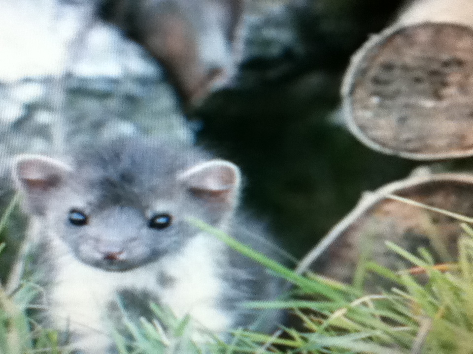 Medigene - Sachliche und fachliche Beiträge 402537