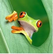 Amani Gold (ehemals Burey Gold) 1003820