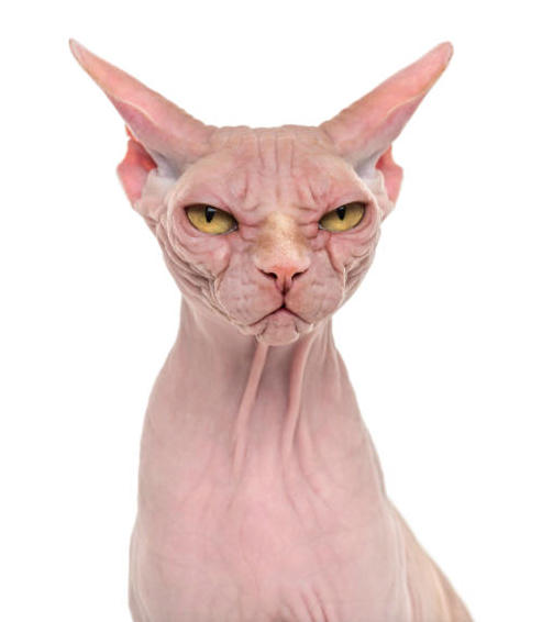 2020 QV-GDAXi-DJ-GOLD-EURUSD-JPY 1160034