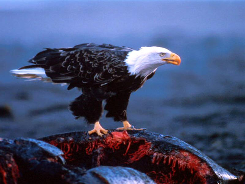 893.DAX Tipp-Spiel *Dienstag* 14.10.08, 17.45 Uhr 192409