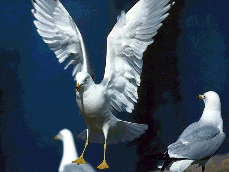 892.DAX Tipp-Spiel *Montag* 13.10.08, 17.45 Uhr 192251