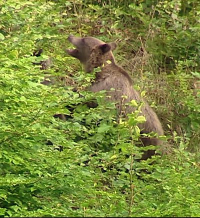 Der USA Bären-Thread 322863