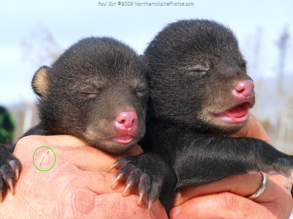 Der USA Bären-Thread 305657