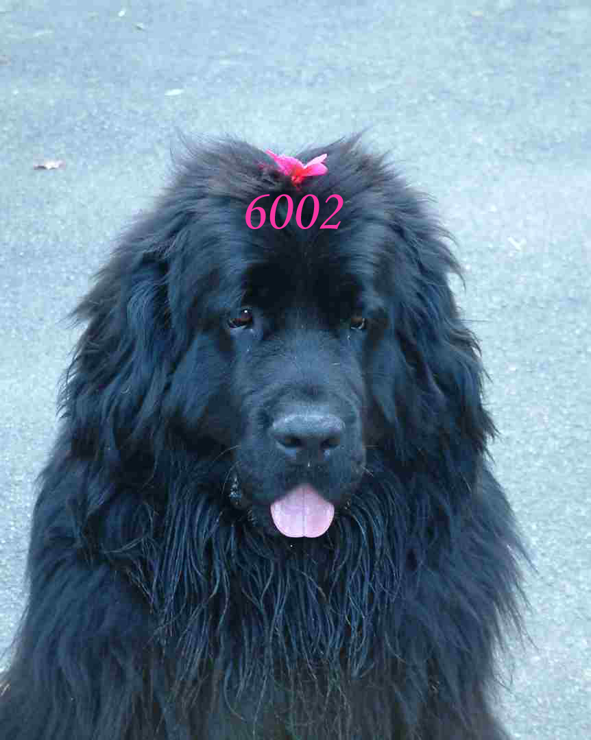 250.DAX Tipp-Spiel, Montag, 03.4.06, 17.45 Uhr 35922