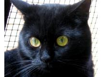 956.DAX Tipp-Spiel, Freitag,16.01.09, 17.45 Uhr 210728