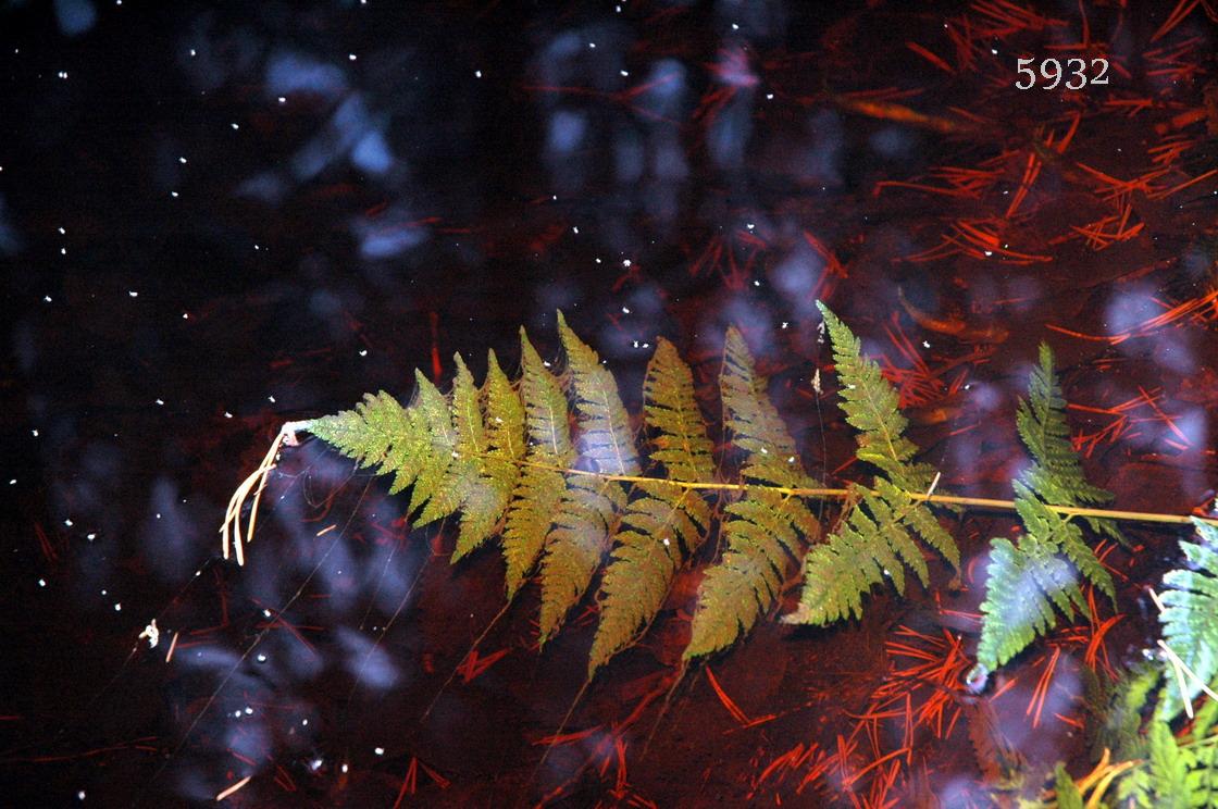 Frühtipper für unser DAX Tippspiel 284725