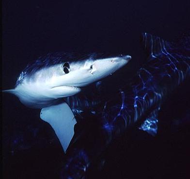 Thompson Creek Metals (Blue Pearl Mng) 86540