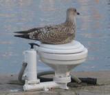 Thompson Creek Metals (Blue Pearl Mng) 78803