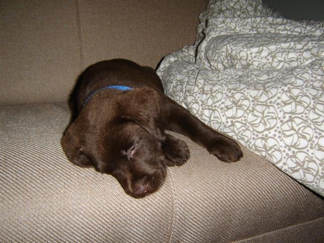 Elliott Wave DAX daily 423127