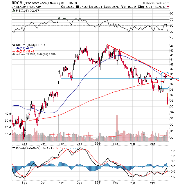 Bear Zocks - daily 398341