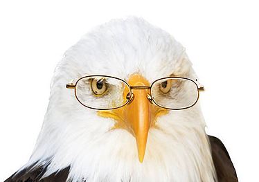 netcents, die neue online zahlungsplattform 1126918