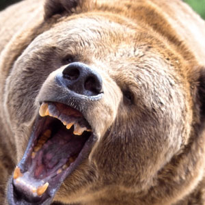 Quo Vadis Dax 2011 - All Time High? 377802