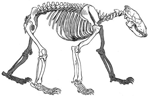 Der USA Bären-Thread 775333