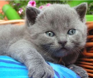 Thompson Creek Metals (Blue Pearl Mng) 90200