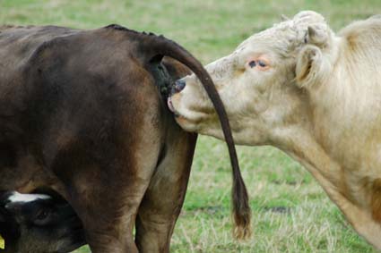 DAX morgen über 8000 133558