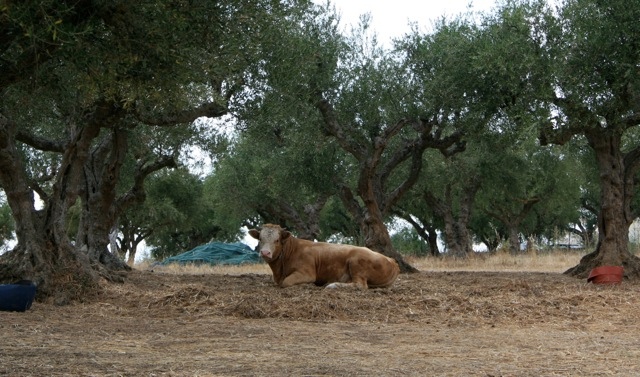 Gold traden - long bzw. short 753014