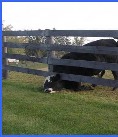 QV ultimate 2012 560057