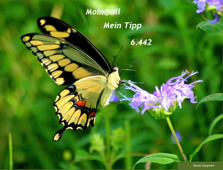 864.DAX Tipp-Spiel *Mittwoch* 03.09.08, 17.45 Uhr 183960