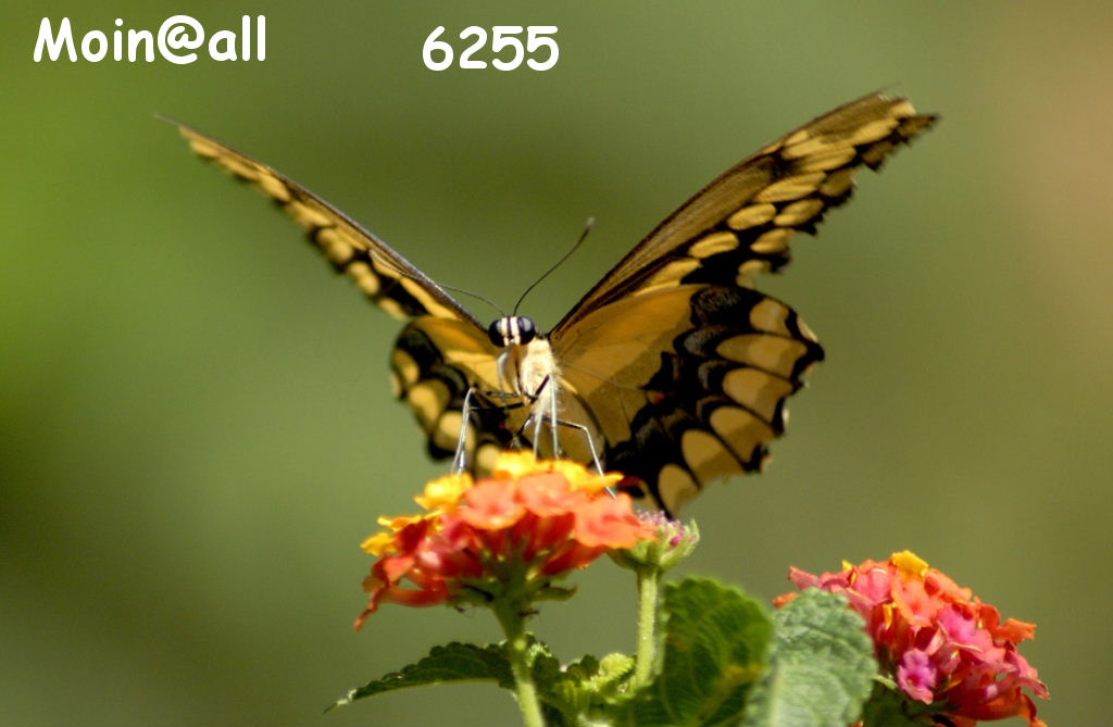 1.343.DAX Tipp-Spiel, Montag, 26.07.10, 334036