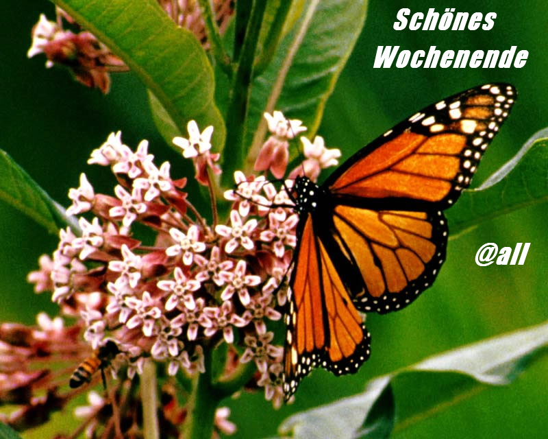 977.DAX Tipp-Spiel Montag,16.02.09.17.45 Uhr 216440