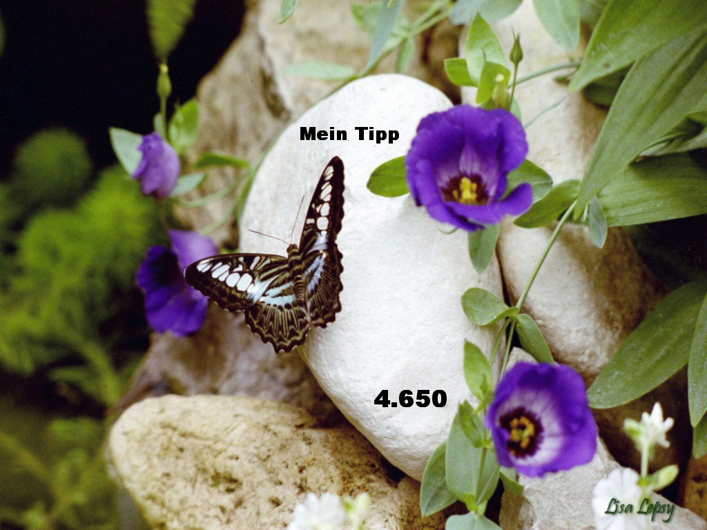 923.DAX Tipp-Spiel *Dienstag* 25.11.08, 17.45 Uhr 201722