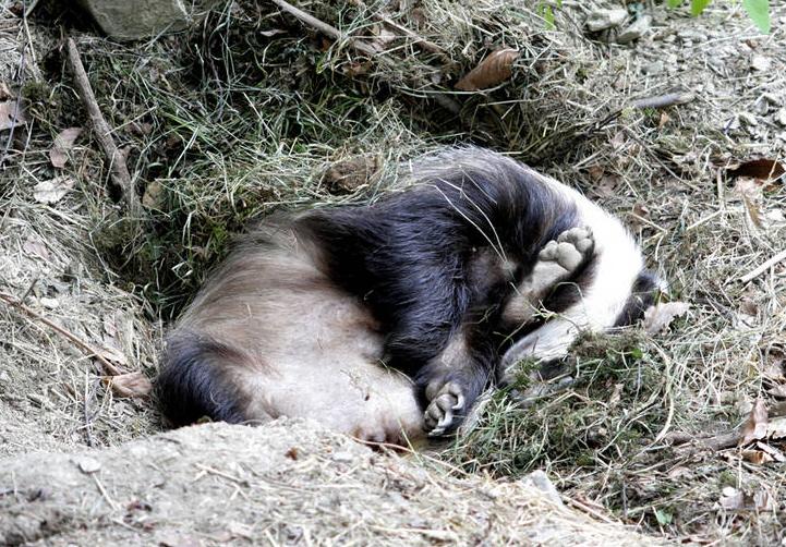 Don Tomaso´s Chartecke 322638