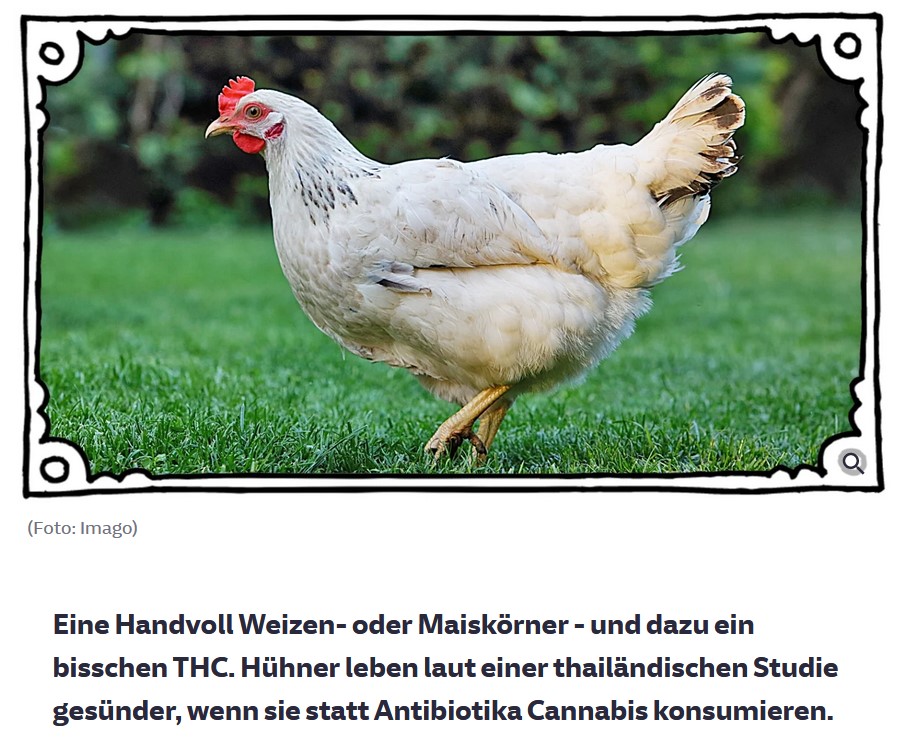 Tilray - Bestes Cannabis Unternehmen? 1322209