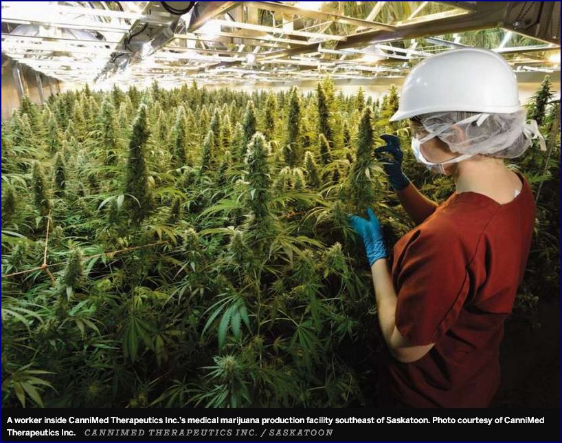 Canada und der Marihuana-Zug: CanniMed 986346