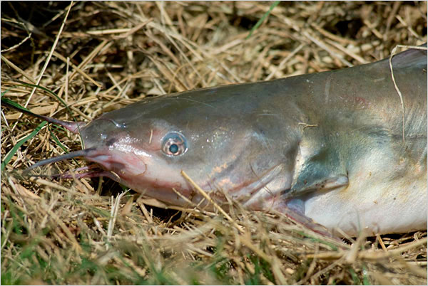 Der USA Bären-Thread 175771