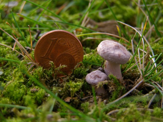 Der USA Bären-Thread 243391