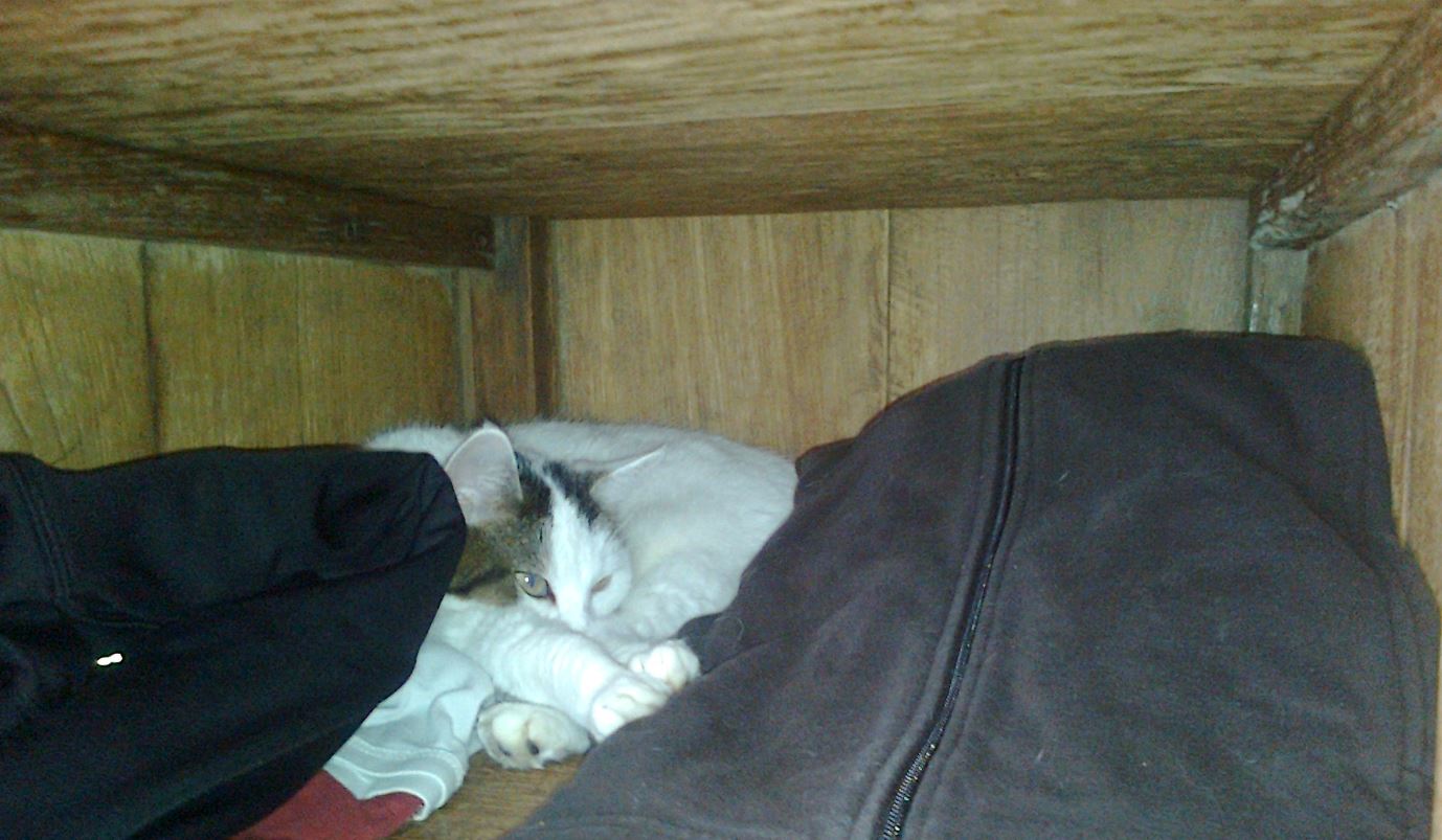 2018 QV-GDAXi-DJ-GOLD-EURUSD-JPY 1079679