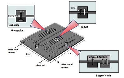 Evotec für Longies und Fakten 1025417