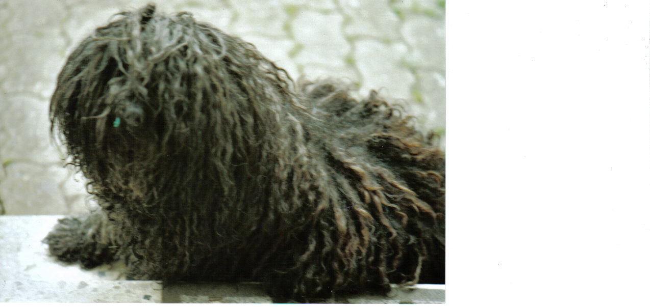 200.000 FORSYS zu 2,53 Eur GEKAUFT 137394