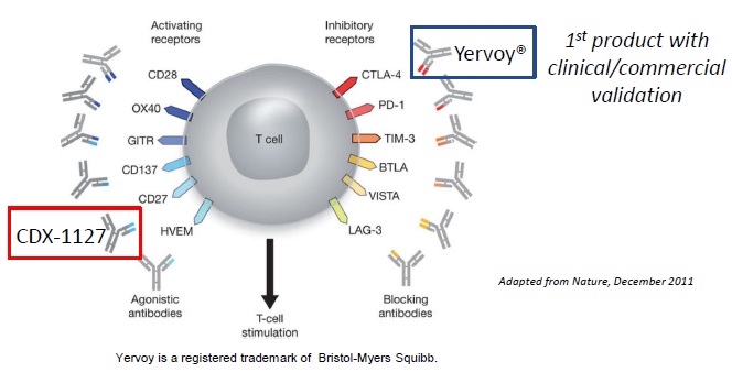 Celldex Therapeutics garantierte 100 % bis 06/10 613965