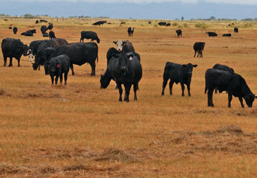 Elliott Wave DAX daily 560936