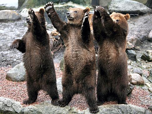 Der USA Bären-Thread 215454