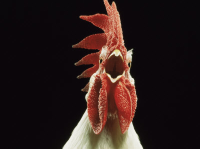 Quo Vadis Dax 2010 - Das Original 291009