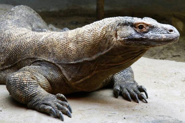 Injex AG - Wahrheit und Träumerei 637211