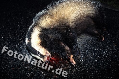 614.DAX Tipp-Spiel, Freitag, 07.09.07, 17.45 Uhr, 119105