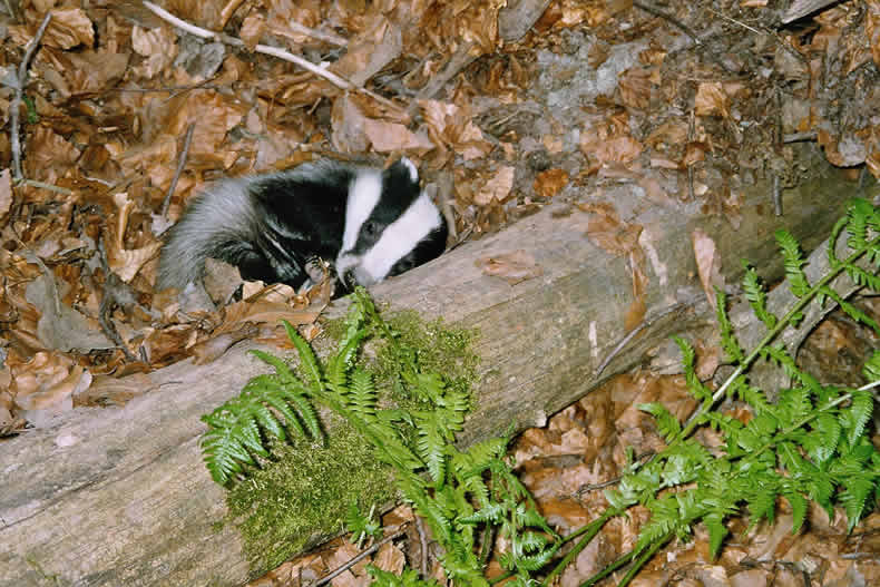 ▶ TTT-Team: Montag, 26.11.2007 133111