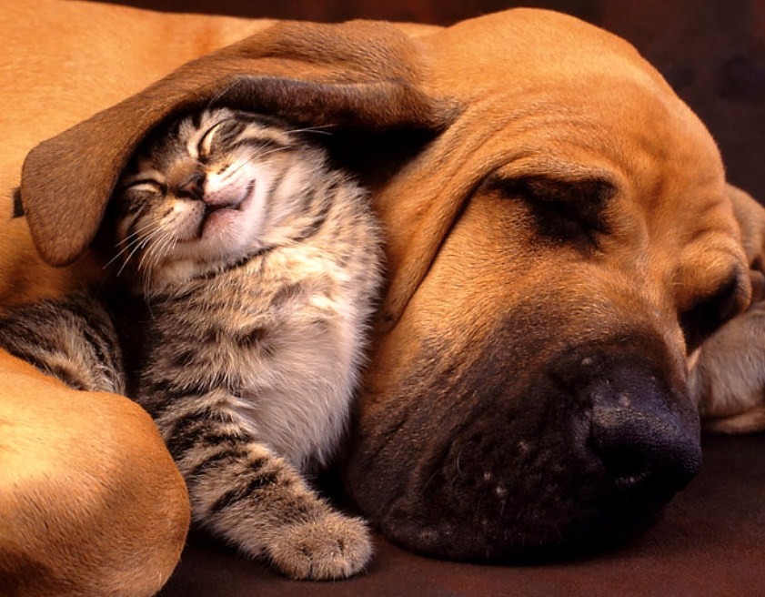 ARISE die canadische Solarperle ! 175179